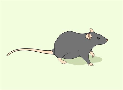 how fast can rats run