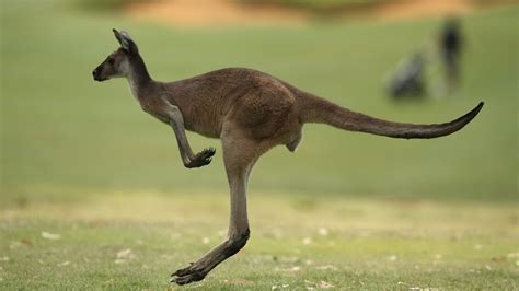 how fast do kangaroos run