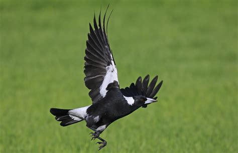 how fast do magpies fly