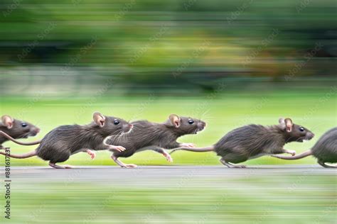 how fast do rats run