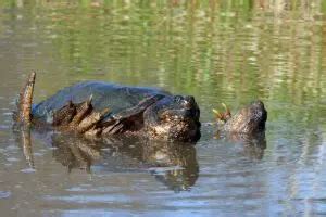 how fast do snapping turtles grow