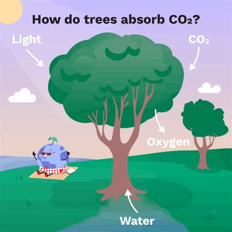 How Fast Do Trees Absorb Co2