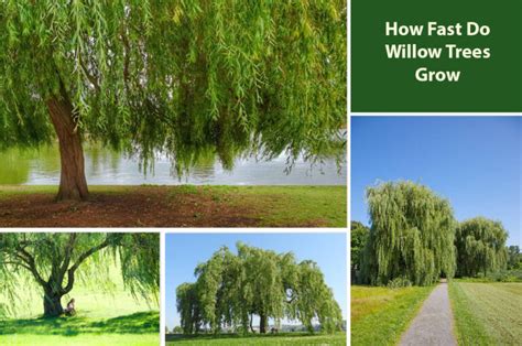 how fast do willow trees grow uk