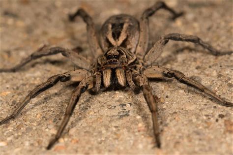 how fast do wolf spiders run