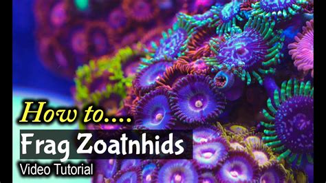How Fast Do Zoanthids Multiply