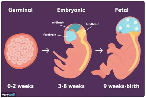how fast does a baby develop after conception