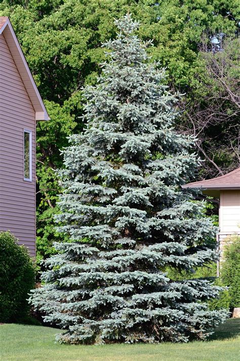 how fast does a blue spruce grow