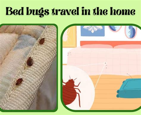 How Fast Does Bed Bugs Move