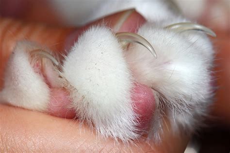 How Fast Does Cat Nails Grow