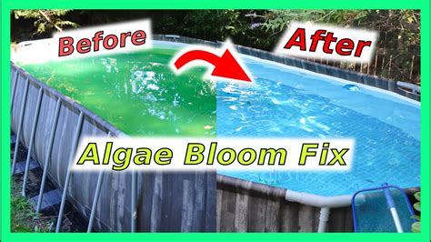 How Fast Does Pool Algaecide Work