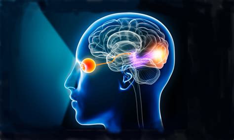 how fast does the brain process