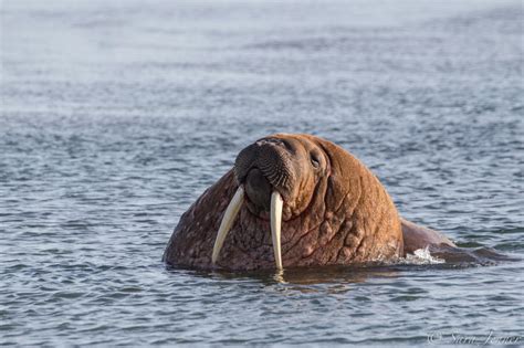 how fast is a walrus