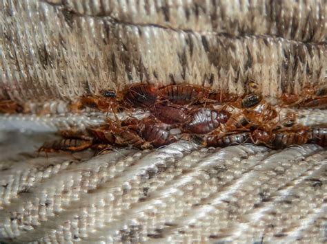 How Fast To Bed Bugs Multiply