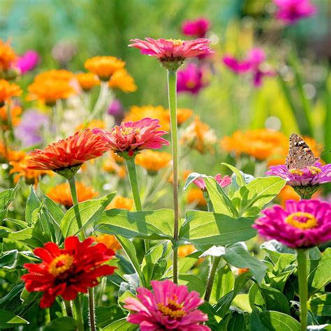 Unlocking Nature's Magic: How Flowers Bloom