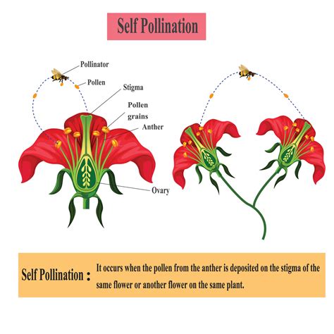 How Flowers Can Make Self Pollination Difficult