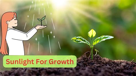 How Flowers Need Sunlight