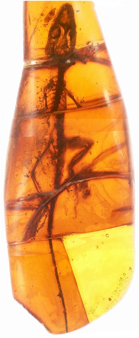 How Fossils Form In Amber