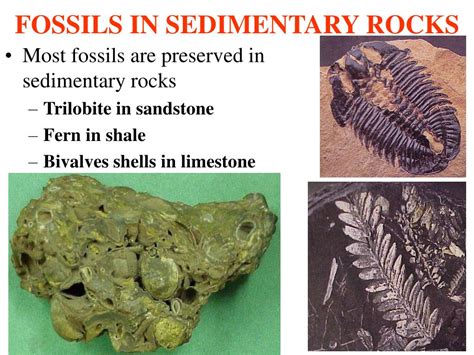 How Fossils Form In Sedimentary Rocks