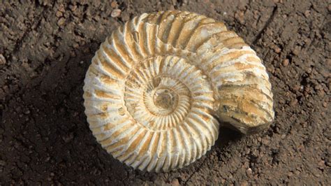 What Ancient Bones And Shells Really Look Like Up Close
