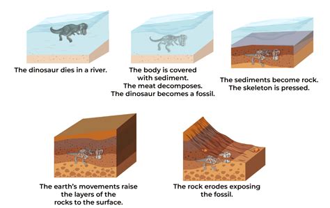 There Are Four Main Ways That How Fossils Made
