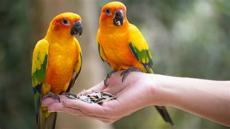 How Hard Is It To Keep A Parrot