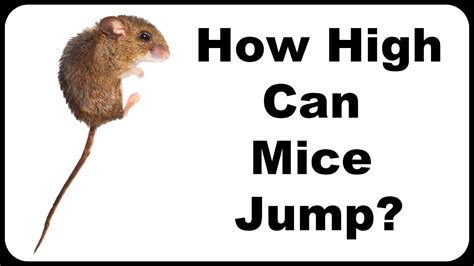 How High Can a Mouse Jump Vertically?