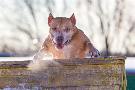 how high can a pitbull dog jump