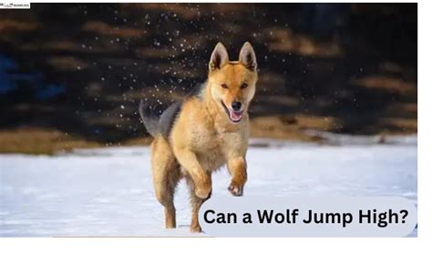 how high can a wolf jump