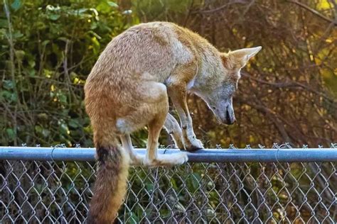 how high can coyotes jump fences