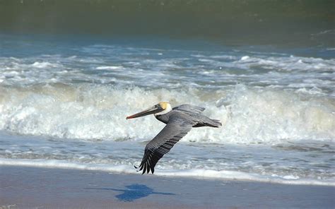 how high do pelicans fly