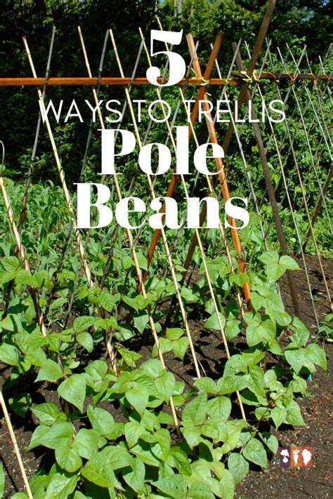 How High Trellis For Beans