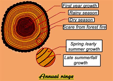 How Is A Tree's Age Determined