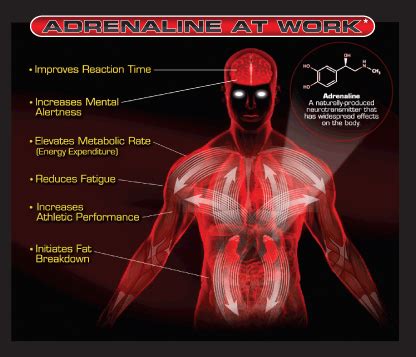 how is adrenaline released in the body