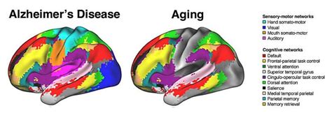 how is brain function affected by aging