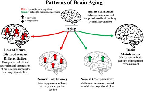 how is cognitive function affected by aging