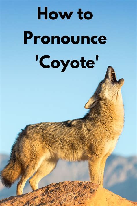 how is coyote pronounced