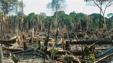 how is deforestation affecting the amazon rainforest