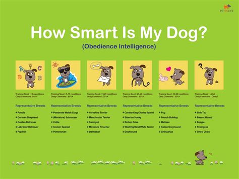 How Is Dog Intelligence Measured