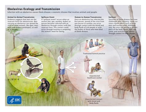 How Is Ebola Spread Cdc