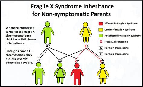 How Is Fragile X Transmitted