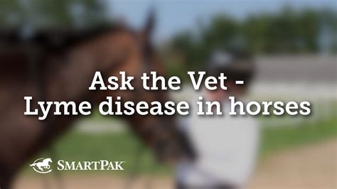 how is lyme diseases transmitted to horses
