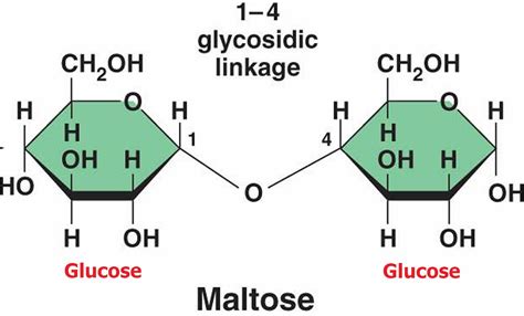 how is maltose made