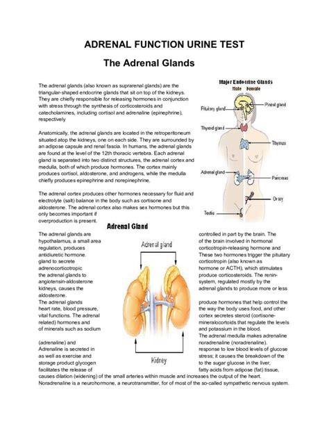 how is the adrenal gland tested