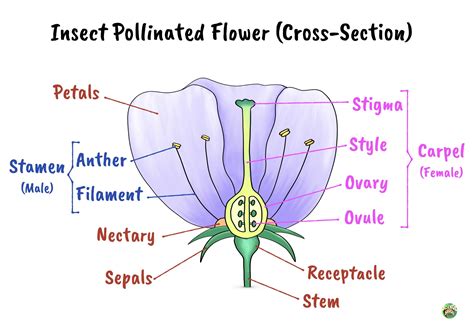How Is The Filament Of A Flower Adapted To Its Function