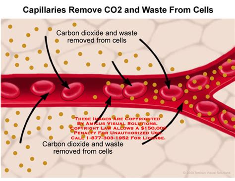 how is waste removed from cells