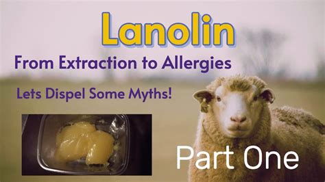 How Lanolin Is Removed From Wool