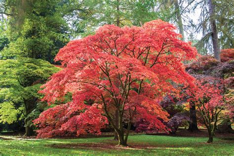 how large do japanese maples get