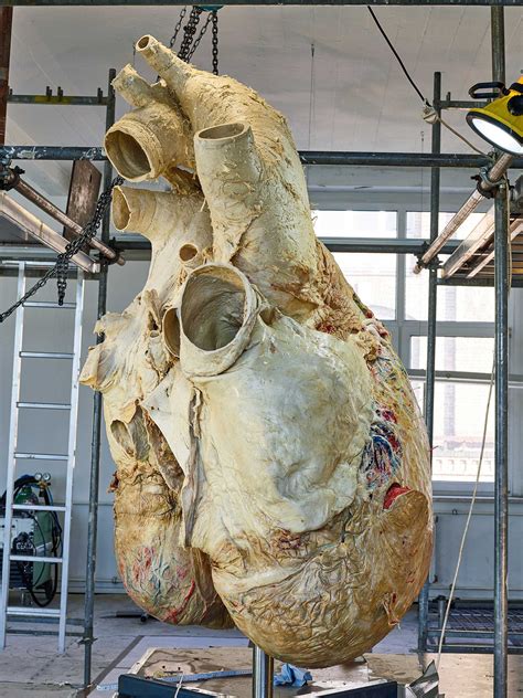 how large is a blue whale heart