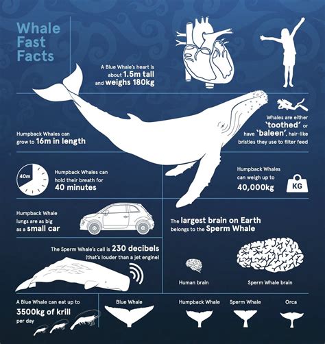 how large is a whale brain