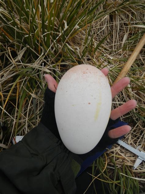 how large is a whale egg